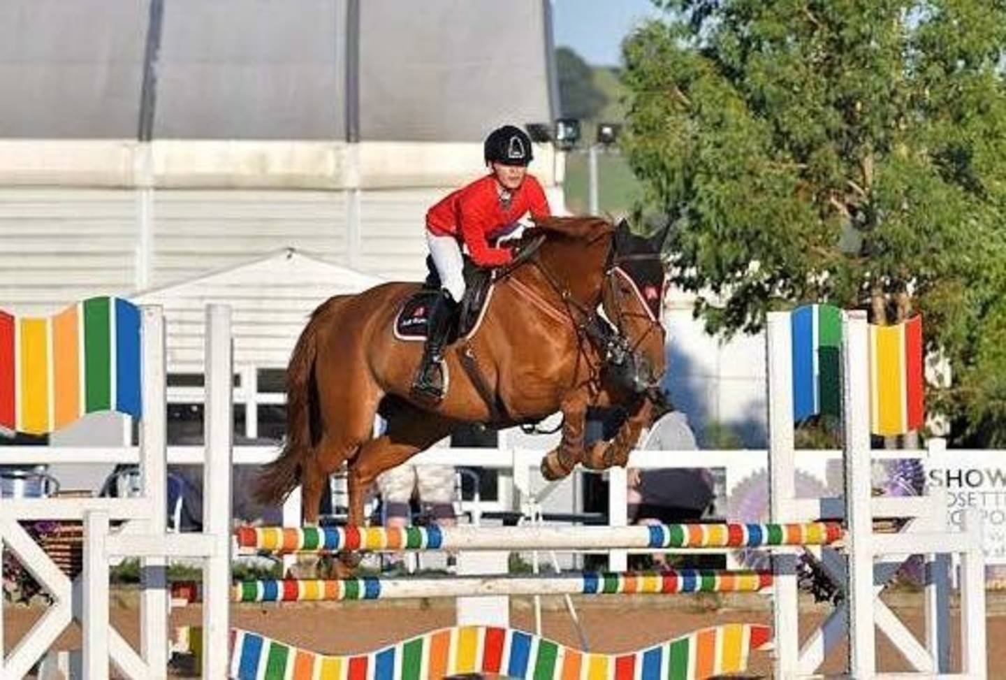 Evie at a showjumping event